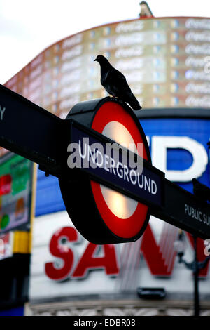 Eine Taube sitzt auf der Londoner U-Bahn Schild am Piccadilly Circus. Stockfoto