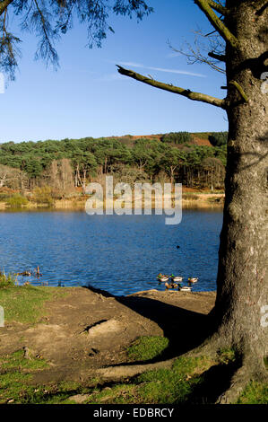 See Margam Park, Port Talbot, South Wales. Stockfoto