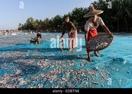 Frauen legen sich Fische zum Trocknen Ngapali, Myanmar Stockfoto