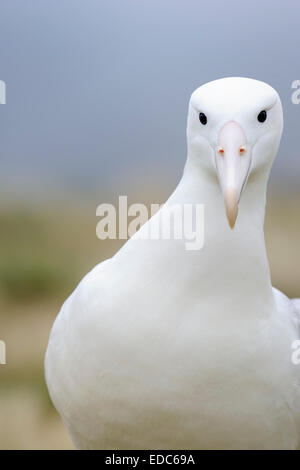 Südlichen Royal Albatros (Diomedea Epomophora) Gras hautnah, schaut in die Kamera, subantarktischen Campbell Island, neuem Eifer Stockfoto