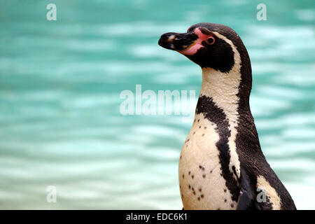 London Zoo, UK. 5. Januar 2015. Pinguine am Bestandsaufnahme Credit: Rachel Megawhat/Alamy Live-Nachrichten Stockfoto