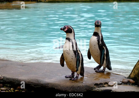 London Zoo, UK. 5. Januar 2015. Pinguine am Bestandsaufnahme Credit: Rachel Megawhat/Alamy Live-Nachrichten Stockfoto