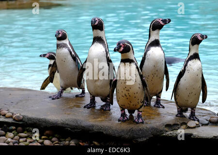 London Zoo, UK. 5. Januar 2015. Pinguine am Bestandsaufnahme Credit: Rachel Megawhat/Alamy Live-Nachrichten Stockfoto