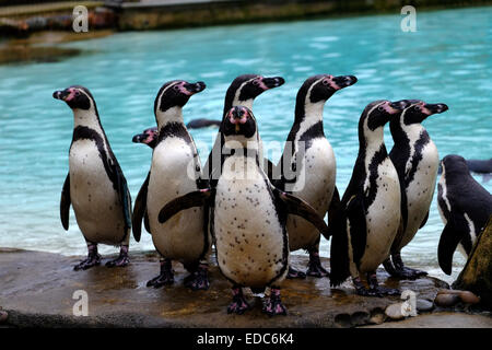 London Zoo, UK. 5. Januar 2015. Pinguine am Bestandsaufnahme Credit: Rachel Megawhat/Alamy Live-Nachrichten Stockfoto