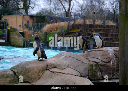 London Zoo, UK. 5. Januar 2015. Pinguine am Bestandsaufnahme Credit: Rachel Megawhat/Alamy Live-Nachrichten Stockfoto