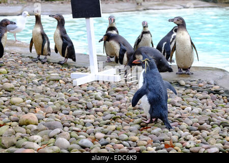 London Zoo, UK. 5. Januar 2015. Pinguine am Bestandsaufnahme Credit: Rachel Megawhat/Alamy Live-Nachrichten Stockfoto