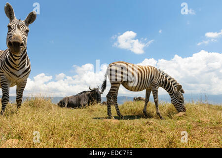 Ebenen Zebra (Equus Quagga) Weiden auf der Ebene in der Ngorongor-Krater, aus ebenerdigen, nah, Ngorongoro crater national Stockfoto