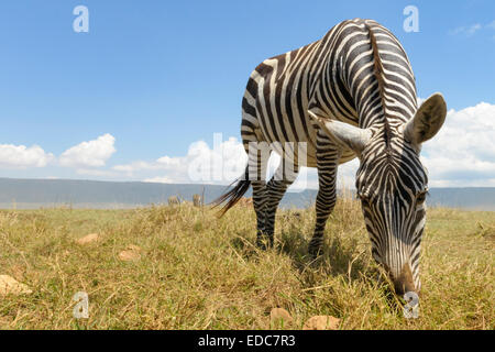 Ebenen Zebra (Equus Quagga) Weiden auf der Ebene in der Ngorongor-Krater, aus ebenerdigen, nah, Ngorongoro crater national Stockfoto