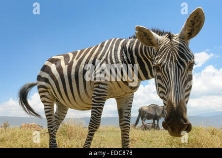 Ebenen Zebra (Equus Quagga) Weiden auf der Ebene in der Ngorongor-Krater, aus ebenerdigen, nah, Ngorongoro crater national Stockfoto