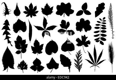 Reihe von verschiedenen Blättern Stockfoto
