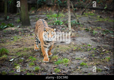 London Zoo, UK. 5. Januar 2015. Zeit für die Tiere, aufzustehen und im Gange als die jährliche Bestandsaufnahme der ISS wird gezählt werden. Tierpfleger stehen vor der Aufgabe, feststellend, dass jedes Säugetier, Vogel, Reptilien, Fische und Wirbellosen im Zoo. Sumatra Tiger Cub, einer der drei neu eingetroffen, wird gezählt. Bildnachweis: Malcolm Park Leitartikel/Alamy Live-Nachrichten Stockfoto