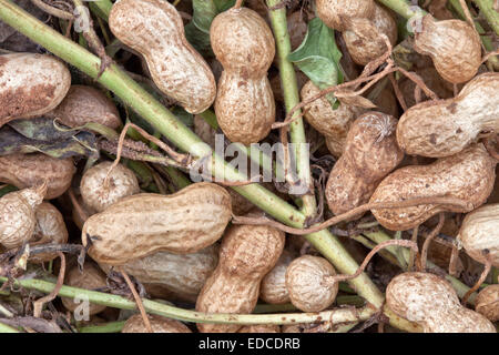 Nahaufnahme von invertiert "Spanisch" Erdnüsse an Rebstöcken. Stockfoto