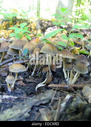 Wilde braune Champignons Closeup im Vordergrund mit Zweigen und grüne Blätter im Hintergrund in ein magisches kanadischen Wald Stockfoto