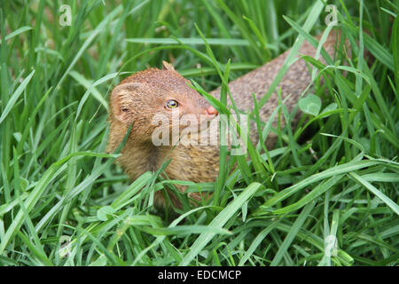 Erdmännchen oder Suricate ist eine kleine Carnivoran aus der Familie der Mangusten. Das Erdmännchen ist eine kleine tagaktive Herpestid (Mungo) Stockfoto