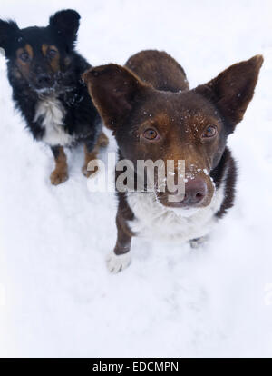 Rudel hungriger Hunde Stockfoto