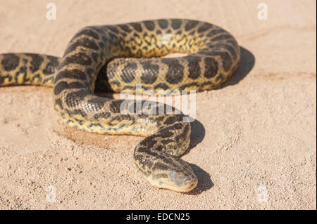 Nahaufnahme der Wüste Felsen Python Schlange kriecht auf trockenen Sandboden Stockfoto