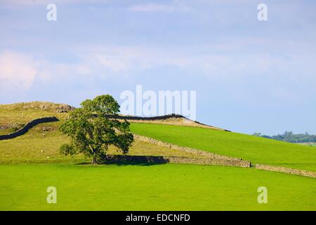 Baum im Feld vor Trockensteinmauern. Lime Wath Calbeck Lake District National Park Cumbria England England Europa Stockfoto