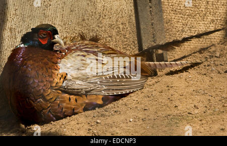 Goldfasan (Phasianus versicolor), lebt in China und Nepal. Stockfoto