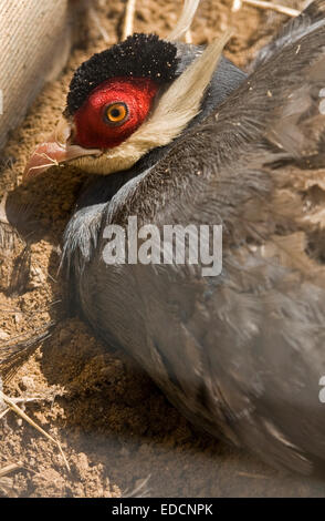 Tropischer Vogel Blau-eared Fasan (lateinischer Name Crossoptilon Auritum), lebt in Süd-Ost-Asien. Stockfoto