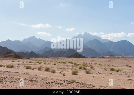 Ägyptische Wüste Felslandschaft mit Pflanzen und Gebirge Stockfoto