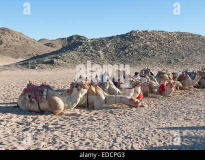 Herde Dromedare Kamele im ägyptischen Beduinendorf in abgelegenen Bergregionen Steinwüste Stockfoto
