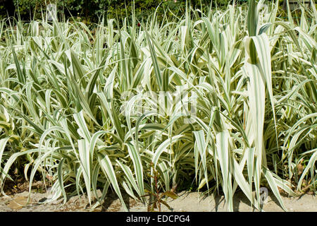 Giant Reed Grass, lateinischer Name Arundo Donax Variegata. Stockfoto