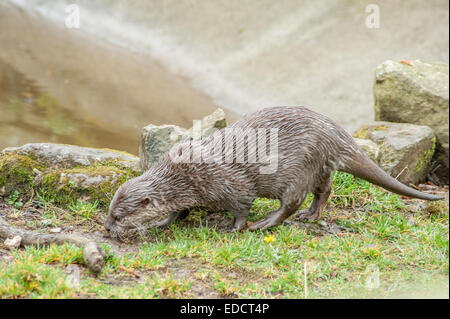 Otter sind fleischfressende Säugetiere in der unterfamilie Lutrinae. Die 13 erhaltenen Otter Arten sind alle semiaquatic, aquatische oder Marine, mit Diäten auf der Basis von Fisch Stockfoto