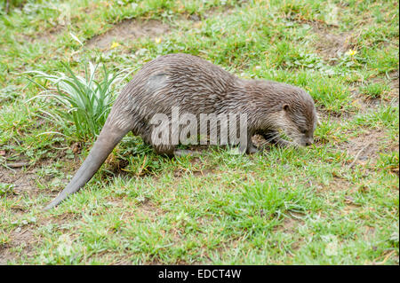 Otter sind fleischfressende Säugetiere in der unterfamilie Lutrinae. Die 13 erhaltenen Otter Arten sind alle semiaquatic, aquatische oder Marine, mit Diäten auf der Basis von Fisch Stockfoto