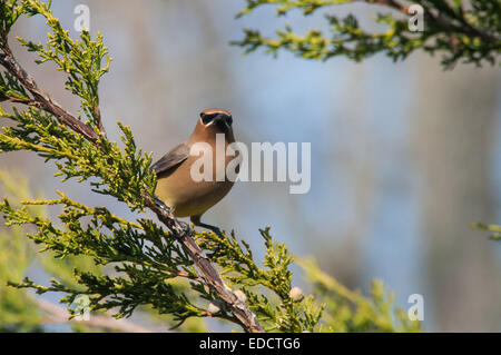 Zeder Seidenschwanz Beeren zu essen. Stockfoto