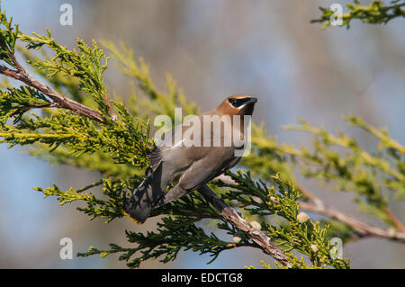 Zeder Seidenschwanz Beeren zu essen. Stockfoto