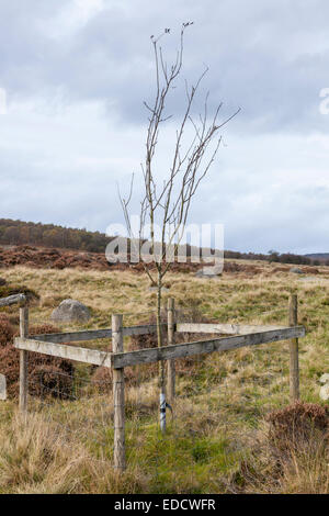 Neu gepflanzte Bäumchen oder jungen Baum mit einem Schutzzaun auf Moorland, Derbyshire eingeschlossen, Peak District National Park, England, Großbritannien Stockfoto