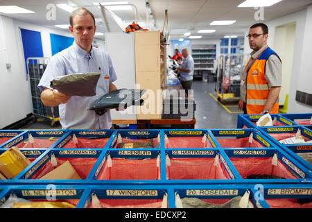 Royal Mail Manchester South Lieferung Büroangestellte die Mail per hand sortieren Stockfoto