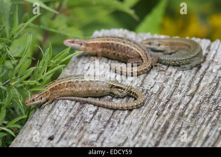 Eine Gruppe von schwangeren gemeinsame Eidechsen. Stockfoto