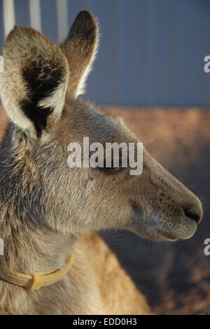 Haustier Känguru mit ein Floh-Halsband, Australien Stockfoto