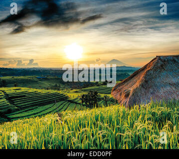 Ansicht von Jatiluwih Reisterrassen auf Bali in der Morgendämmerung Stockfoto