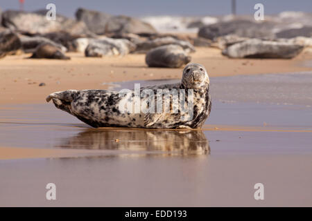 Graue Robbe am Horsey Strand Norfolk, England Stockfoto