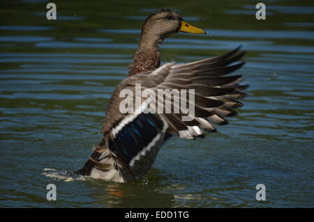 Stockente, erstreckt sich seine Flügel. Stockfoto