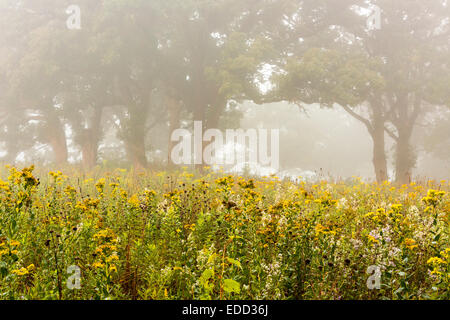 Eiche Savanne mit wilden Blumen an einem nebligen spät Sommermorgen. Stockfoto