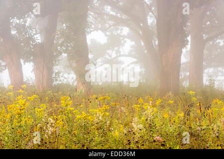 Eiche Savanne mit wilden Blumen an einem nebligen spät Sommermorgen. Stockfoto