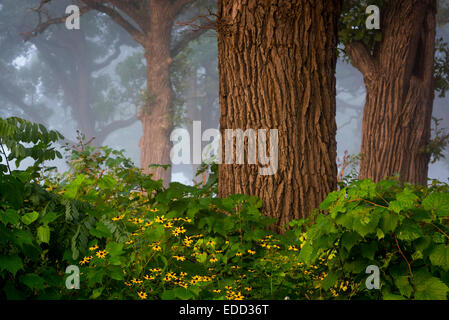 Eiche Savanne mit wilden Blumen an einem nebligen spät Sommermorgen. Stockfoto