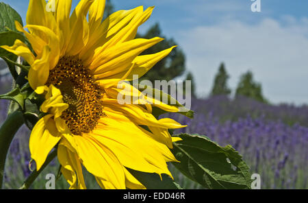 Diese horizontale Natur Bild ist eine leuchtend gelbe Sonnenblume aus zentriert mit einem Lavendelfeld in der Ferne unscharf. Stockfoto