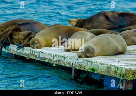 Seelöwen auf den Dock-Galapagos-Inseln Stockfoto