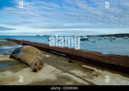 Seelöwen auf den Dock-Galapagos-Inseln Stockfoto