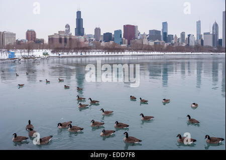 Chicago, USA, 5. Januar 2015.  Nach über Nacht Schnee, Menschen in der Stadt, die Rückkehr zur Arbeit nach den Ferien erlebt Temperaturen von-16C (-4F).  Schwere und kälteren Wetter bekannt als die "Alberta Clipper" dürfte.  Im Bild: ein kühl Windy City sitzt hinter Kanadagänse schwimmen auf einem eisigen See Michigan.  Bildnachweis: Stephen Chung/Alamy Live-Nachrichten Stockfoto