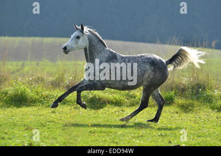 German Riding Pony Schecke grau Stute galoppiert Weide-Deutschland Stockfoto