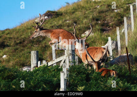 Rothirsch Cervus Elaphus drei Hirsche samt Zaun Schottland überspringen Stockfoto