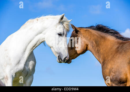 Irish Draught Pferd Quarter Horse Dun grauen Pferd Nase Nase Shetlands Fetlar Stockfoto