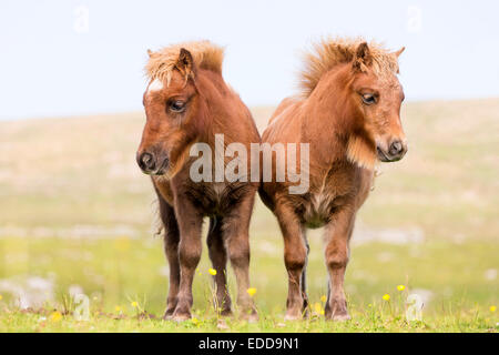 Mini Shetland Pony Kastanie Fohlen stehen Wiese Shetlands Unst Stockfoto