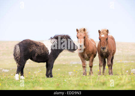 Miniatur Shetlandpony gescheckten Fohlen Gruß paar Kastanien Fohlen Wiese Shetlands Unst Stockfoto