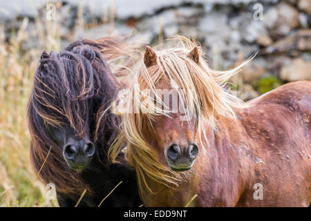 Mini Shetland Pony zwei Pinto Hengste Porträt Mähnen fließt Shetlands Unst Stockfoto